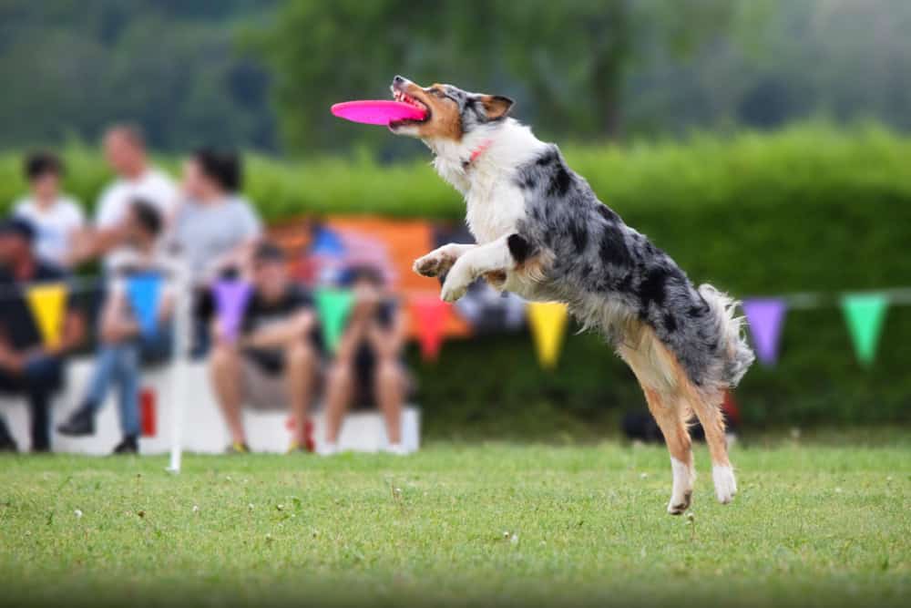 Frisbee with dogs is an exciting and energetic activity that strengthens the bond and keeps dogs physically active.