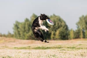 Dog frisbee is a dynamic sport that builds agility, focus, and teamwork between dog and owner.