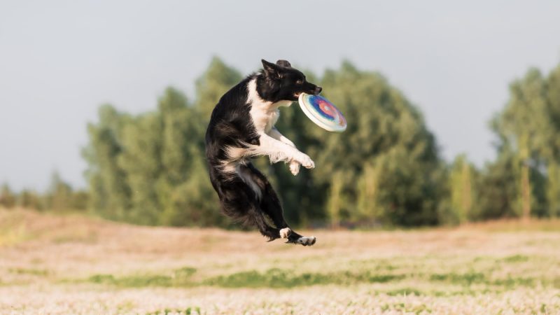 Dog frisbee is a dynamic sport that builds agility, focus, and teamwork between dog and owner.