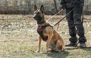 Mantrailing dogs use their powerful sense of smell to track and find a specific person over long distances.