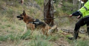 Mantrailing is a specialized search activity where trained dogs follow a person’s scent trail to locate them.