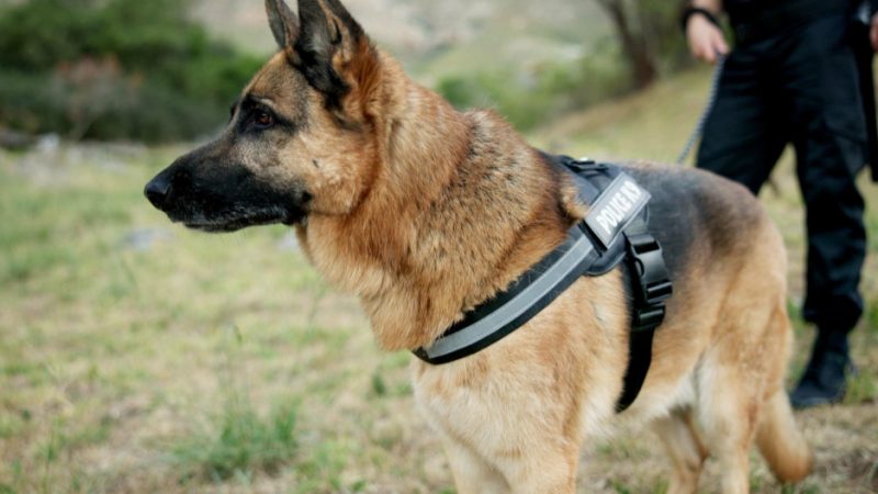 In mantrailing, the dog follows a specific person's unique scent to locate the missing individual.