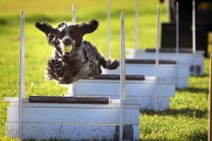 flyball