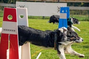 Flyball