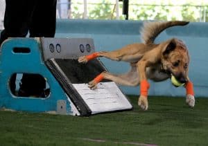 Flyball