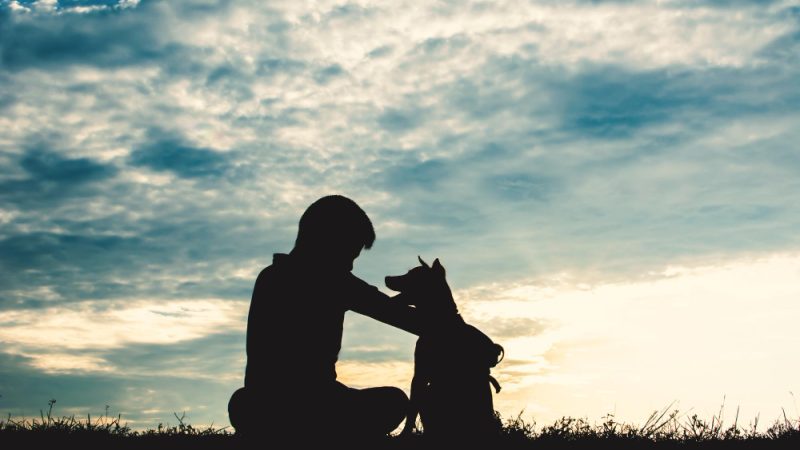 Having a dog means daily responsibility, unconditional love, and a loyal companion by your side.
