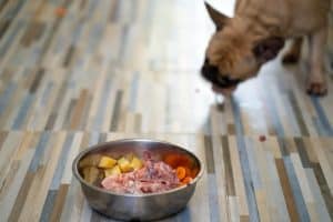 Diet for dogs with cancer – balanced nutrition to support canine health during cancer treatment
