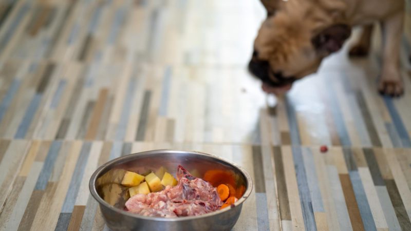 Diet for dogs with cancer – balanced nutrition to support canine health during cancer treatment