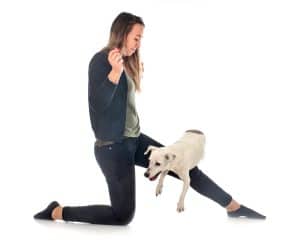 Dog dancing is a creative sport where dogs and their owners perform choreographed routines set to music.