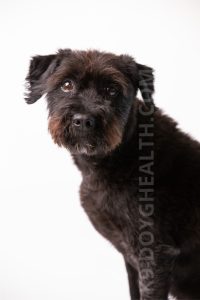 Dog food for hip dysplasia – a black medium-sized dog sitting attentively in front of a white background