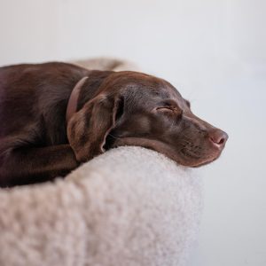 A content dog rests comfortably after a nutritious BARF feeding, enjoying the natural, wholesome meal.