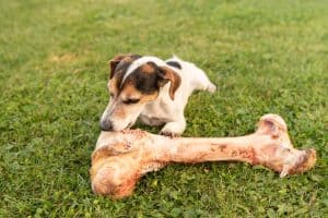 A small dog happily chews on a large bone, enjoying its natural BARF feeding diet.