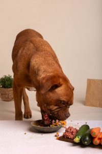 BARF diet for dogs - large dog eating raw meat and vegetables from a bowl
