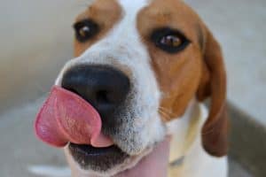 A satisfied dog relaxes after a meal, enjoying the benefits of a balanced BARF feeding diet.