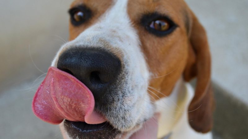 A satisfied dog relaxes after a meal, enjoying the benefits of a balanced BARF feeding diet.