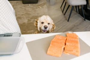 Proper feeding and dysplasia