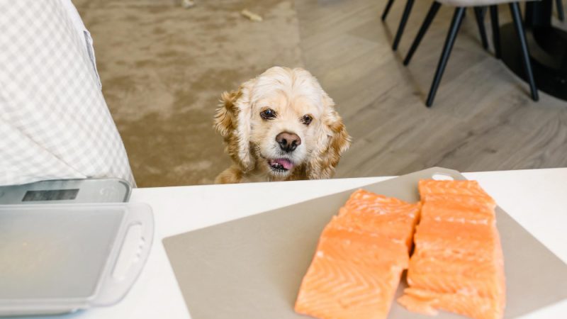 Proper feeding and dysplasia
