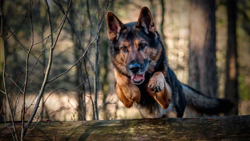 guard dog