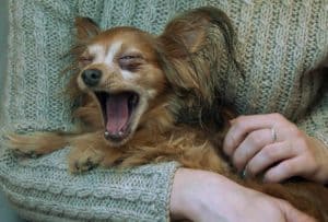 Kennel cough is a contagious respiratory disease in dogs, often spread in places like shelters or boarding facilities.