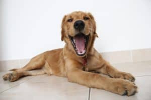 Kennel cough