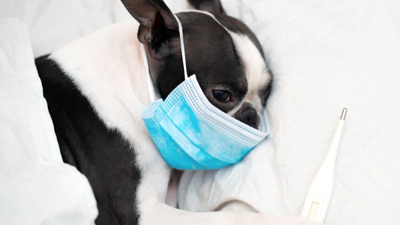 Kennel cough causes a dry, hacking cough in dogs and spreads easily in groups like kennels or dog parks.