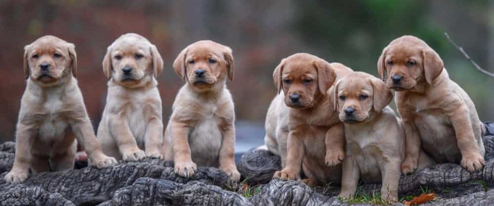 Choosing a puppy