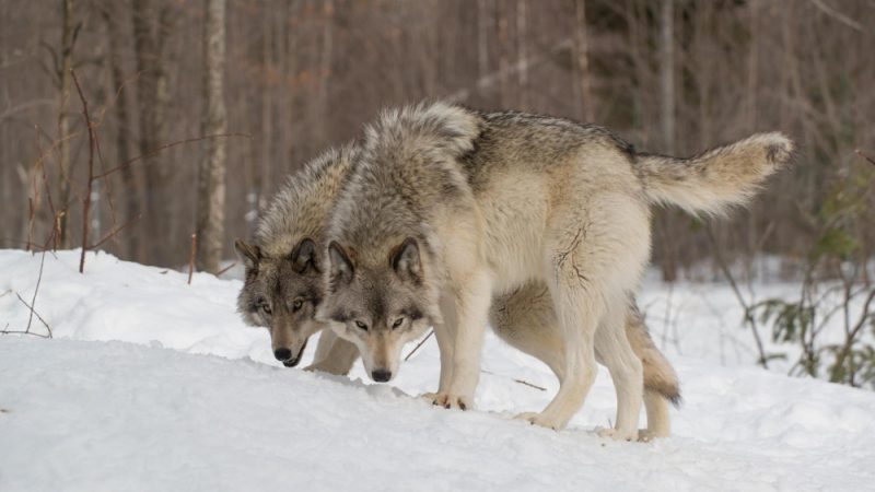 The relationship between dog and human is built on trust, love, and the joy of shared experiences.