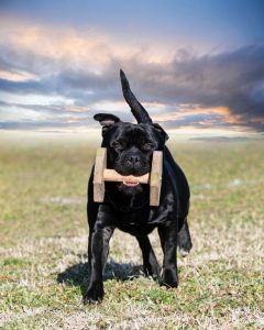 A guard dog watches its surroundings attentively, ready to act when needed to ensure safety and protection.
