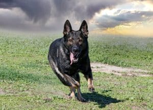 A guard dog stays alert and ready to respond, combining strength, discipline, and a strong bond with its owner.