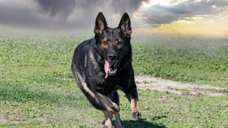A guard dog stays alert and ready to respond, combining strength, discipline, and a strong bond with its owner.