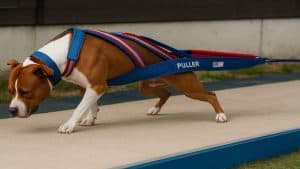 A strong and focused dog participates in weight pulling, showcasing power, determination, and teamwork with its handler.