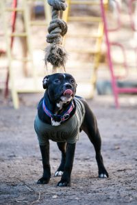 A powerful dog in a weight pulling harness moves forward with focus and energy during a sporting event.