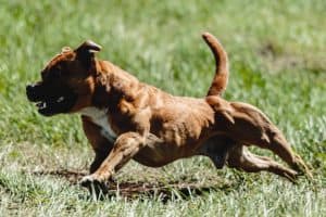 A muscular dog wearing a harness pulls a heavy load during a weight pulling competition, showing strength and determination.