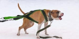 A determined dog competes in a weight pulling event, pulling a weighted cart across the track with controlled strength.