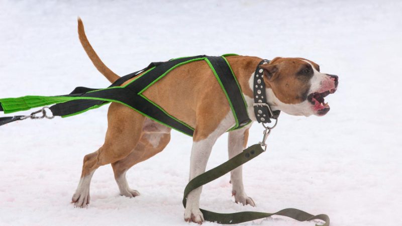 A determined dog competes in a weight pulling event, pulling a weighted cart across the track with controlled strength.