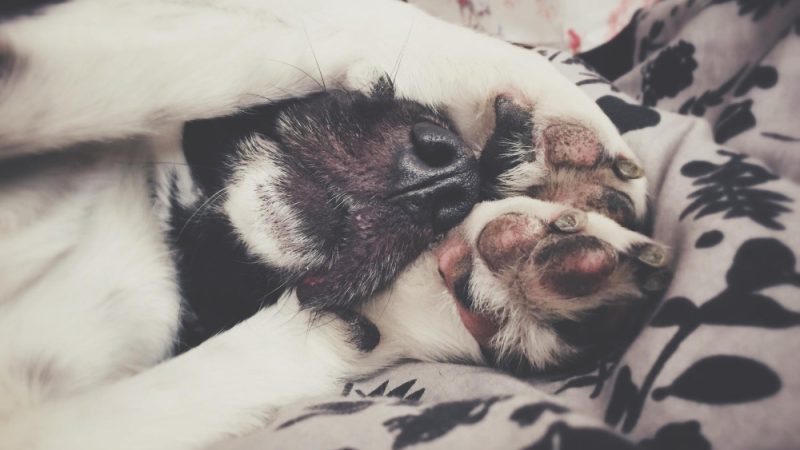Anal glands in dogs play a role in marking territory and communicating with other animals.