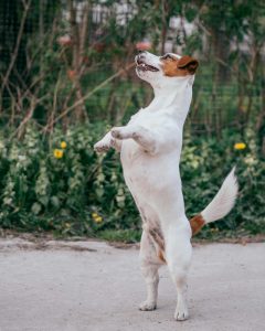 Dog tail wagging