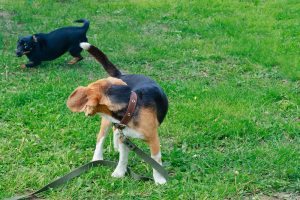 A dog’s tail wagging can signal happiness, excitement, or even stress – it all depends on the context.
