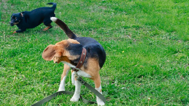 A dog’s tail wagging can signal happiness, excitement, or even stress – it all depends on the context.