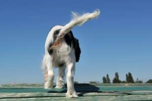 Dog tail wagging is a form of body language that can express happiness, excitement, or even anxiety.