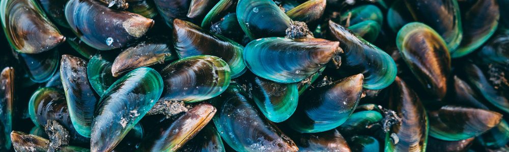 Green-lipped mussel is a powerful ingredient that helps improve mobility and supports healthy joints in dogs.
