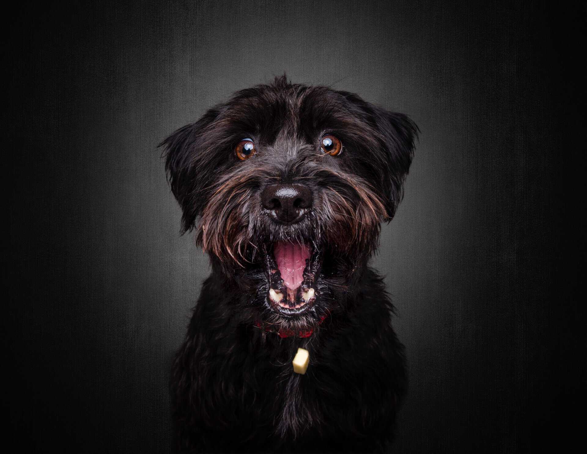 Prehrana pasa - Zdrava prehrana za dulji i sretniji život