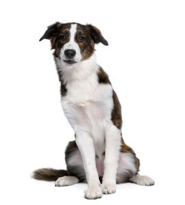 dog tumor types