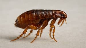 Dog Fleas