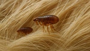 Dog Fleas