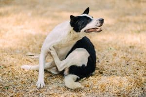 dog flea