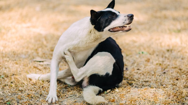 dog flea