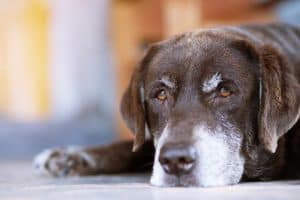 Dog Tumor Types