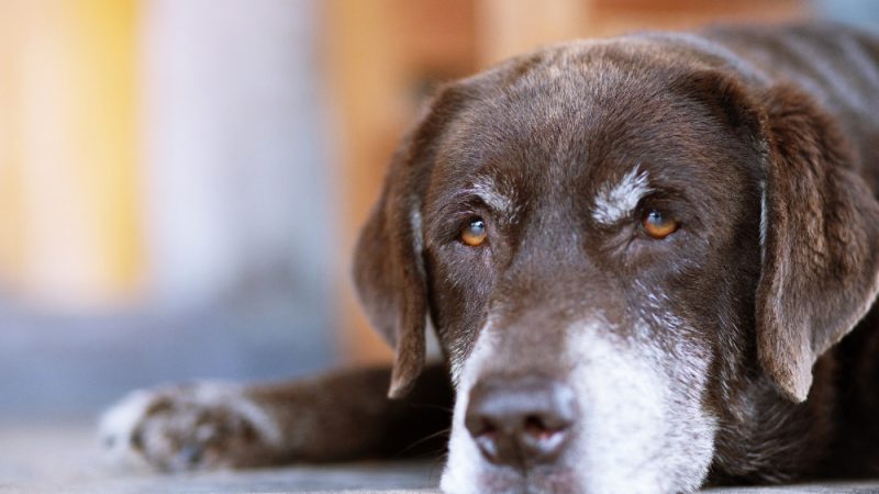 Dog Tumor Types