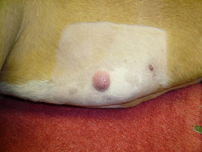 Mammatumor Hund Flüssigkeit Aus Zitze www.k9-doghealth.com
